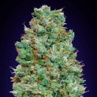 (Bild für) Auto Blueberry fem