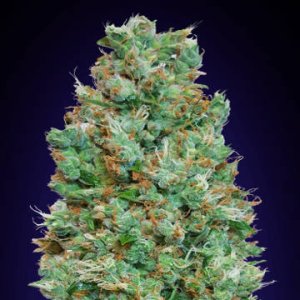 (Bild für) Auto Blueberry fem