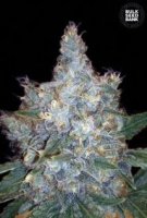 (Bild für) Auto Blueberry Berry female