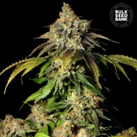 (Bild für) Auto Bruce Banner #5
