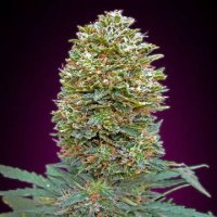 (Bild für) Auto Bubble Gum XXL fem