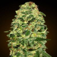 (Bild für) Auto California Kush fem