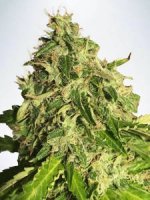 (Bild für) Auto Cannabis Light CBD fem