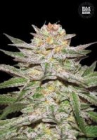 (Bild für) Auto Caramel King female