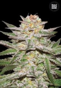 (Bild für) Auto Caramel King female