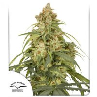 (Bild für) Auto CBD-Victory