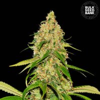 (Bild für) Auto CBD White Widow female