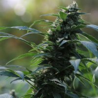 (Bild für) Auto CBG Nectar