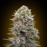 (Bild für) Auto Hashish aka Auto Cheese Berry fem