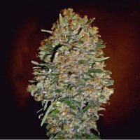 (Bild für) Auto Chocolate Skunk fem