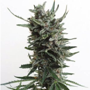 (Bild für) Auto Critical Hog