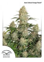 (Bild für) Auto Critical Orange Punch