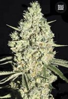 (Bild für) Auto Critical female