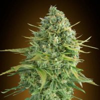 (Bild für) Auto Do-Si-Dos-Cookies fem