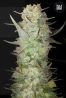 (Bild für) Auto Dubai Poison female