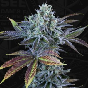 (Bild für) Auto French Cookies