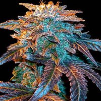 (Bild für) Auto Gelato female