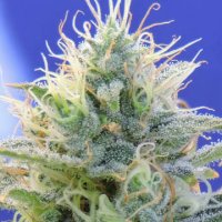 (Bild für) Auto Ghost OG Kush