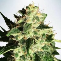 (Bild für) Auto God's Glue fem