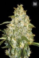 (Bild für) Auto Good Wild Shark female