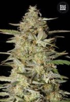 (Bild für) Auto Hindu Kush female