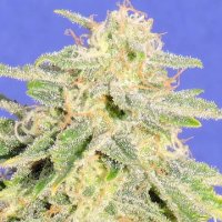 (Bild für) Auto Jack Herer