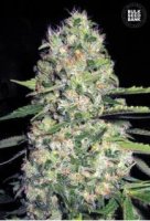 (Bild für) Auto Jack Herer female