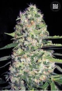 (Bild für) Auto Jack Herer female