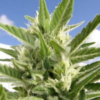 (Bild für) King Kong Auto female