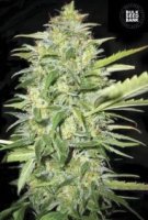 (Bild für) Auto Lime Skunk female