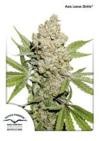 (Bild für) Auto Lemon Kix aka Auto Lemon Zkittle