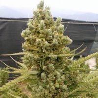(Bild für) Auto Malawi x Northern Lights