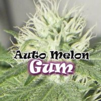 (Bild für) Auto Melon Gum female