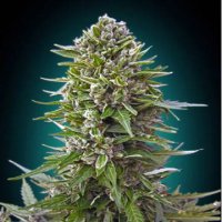 (Bild für) Auto Northern Light's XXL fem