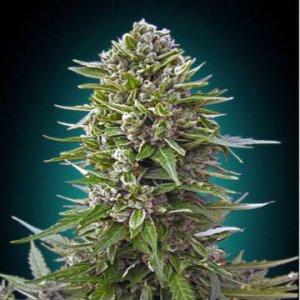 (Bild für) Auto Northern Light\'s XXL fem