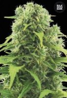 (Bild für) Auto Northern Light female