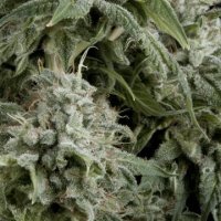 (Bild für) Auto Northern Light female