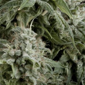 (Bild für) Auto Northern Light female
