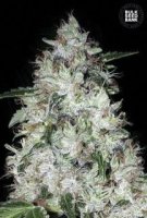 (Bild für) Auto OG Kush female