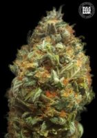 (Bild für) Auto Original Orange Bud female