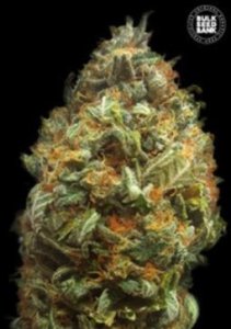 (Bild für) Auto Original Orange Bud female