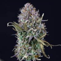 (Bild für) Auto Kush female