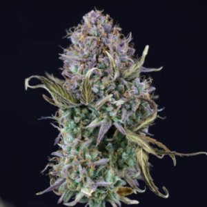 (Bild für) Auto Kush female