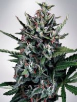 (Bild für) Auto Silver Bullet fem