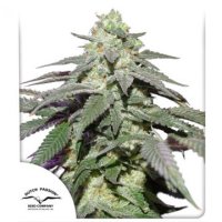 (Bild für) Auto Skywalker Haze