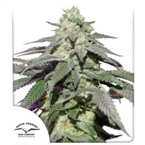(Bild für) Auto Skywalker Haze