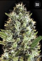 (Bild für) Auto Sunmango aka Somango female