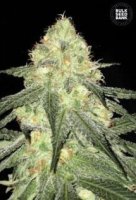 (Bild für) Auto Sour Diesel female