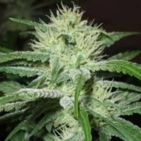 (Bild für) Auto Speed Bud female