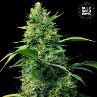 (Bild für) Auto Strawberry Ferry female